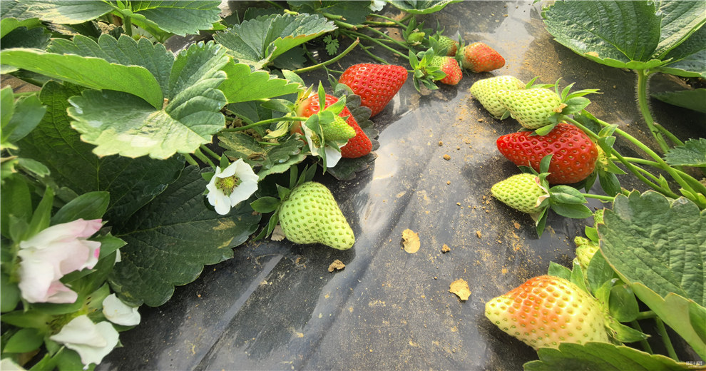 摘草莓，冬日里丰收的甜香