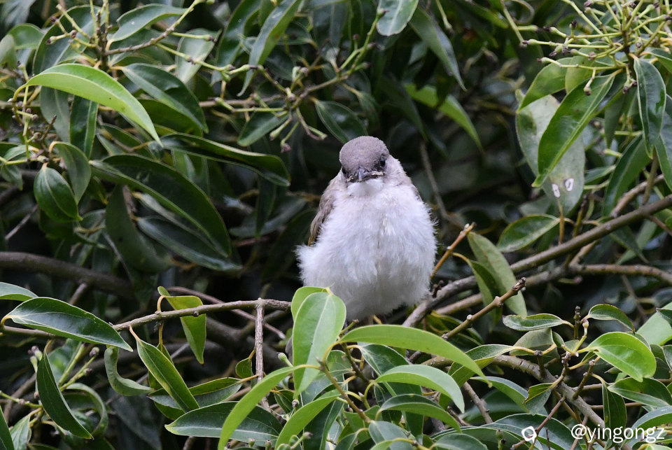 DSC_8527_副本.jpg