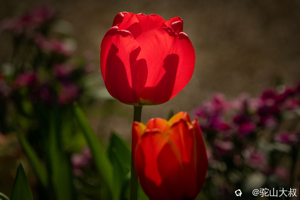 DSC00521-0 - 副本.jpg