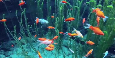 當(dāng)相機(jī)沉入水中的那一刻，終于理解了什么才是&ldquo;潭中魚可百許頭 皆若空游無所依&rdquo;