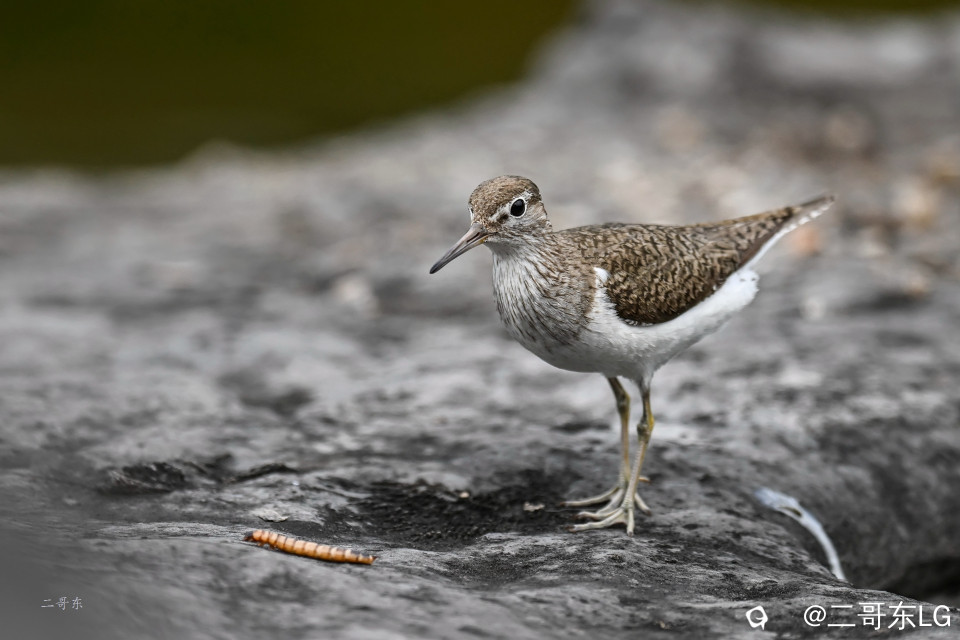 矶鹬 jī yù (18).jpg