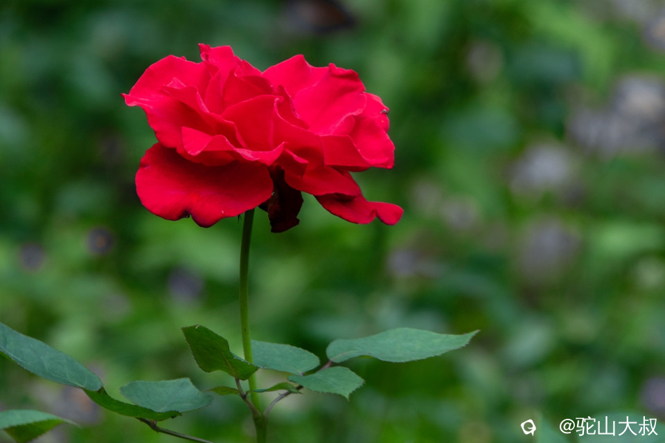 DSC06739-0 - 副本.jpg