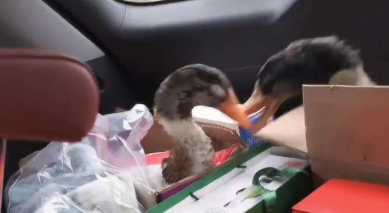 &ldquo;你的啤酒鸭正在攻击你的盐水鸭&rdquo;两只年货鸭子在后备箱打起来了！网友：它俩还不熟，熟了就不会打了