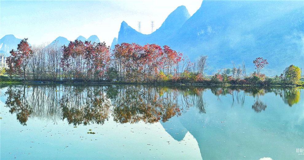 桂林各处乌桕树的美景，美成一幅油画