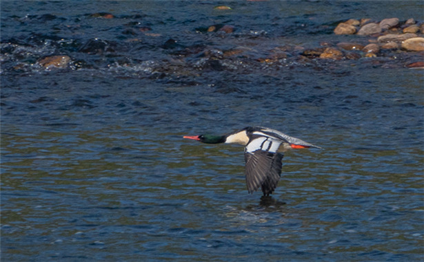 鹿寨 中华秋沙鸭