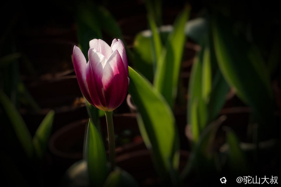 DSC05179-0 - 副本.jpg