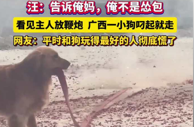 告诉俺妈，俺不是怂包！看见主人放鞭炮，广西一小狗叼起就走！此刻平时和小狗玩得最好的人慌了