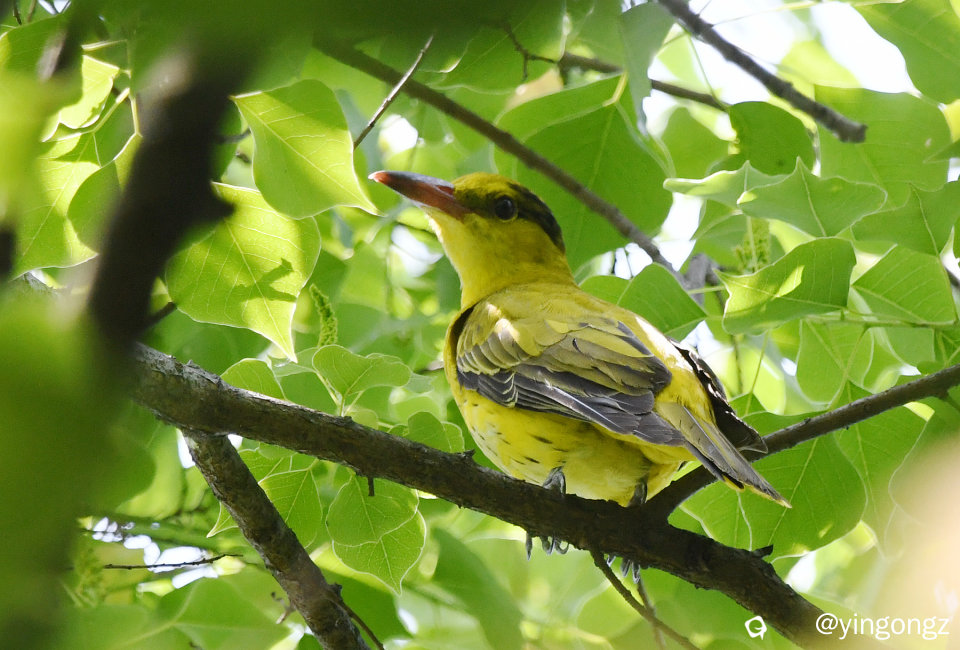 DSC_9794_副本.jpg