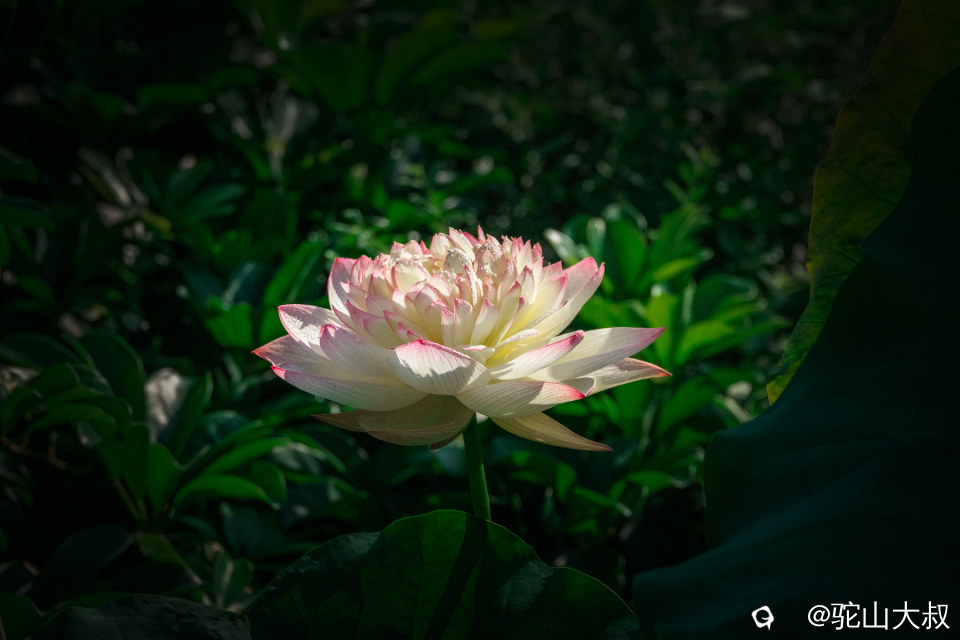 DSC04448-0 - 副本.jpg