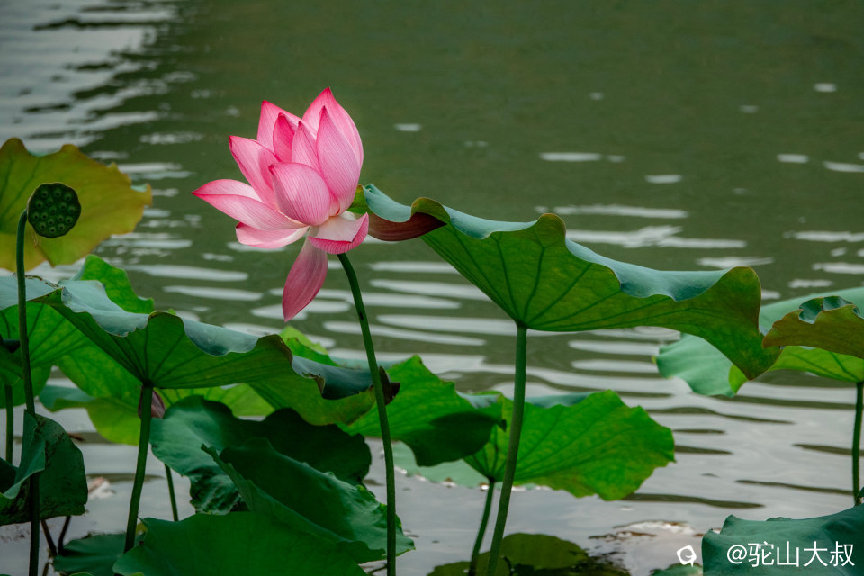 DSC04065-0.jpg