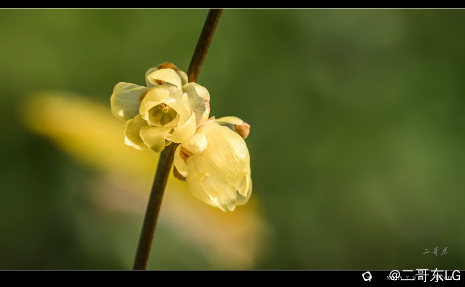 suxinlamei  (11).jpg