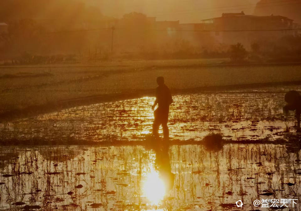 七月 晨曦插秧人 朝霞破晓烟，曙光照晨田。 耕叟持苗立，村妪躬背弯。 双足浸泥水，两手绣锦笺。 栽下翠绿  ...