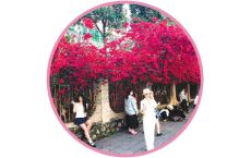 三角梅、藤本月季、美花红千层、象牙红齐绽放 这一抹抹&ldquo;红&rdquo;扮靓桂林街头巷尾