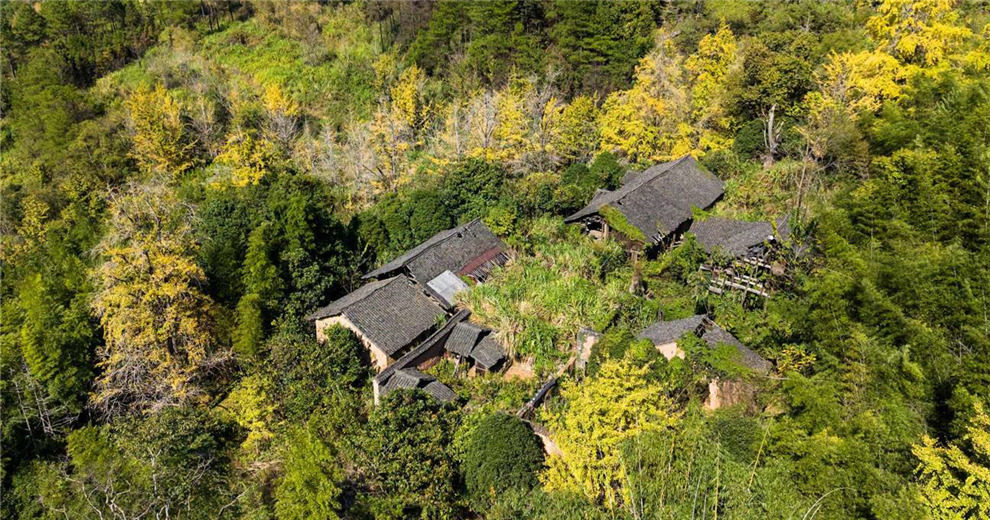 这里有条融入古道、银杏、古宅的徒步线路