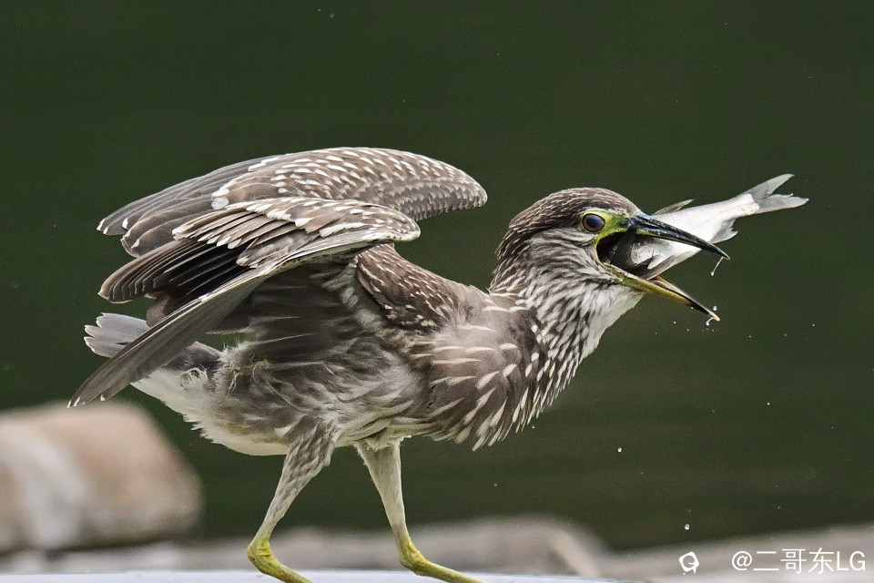 绿鹭干饭 (14).jpg