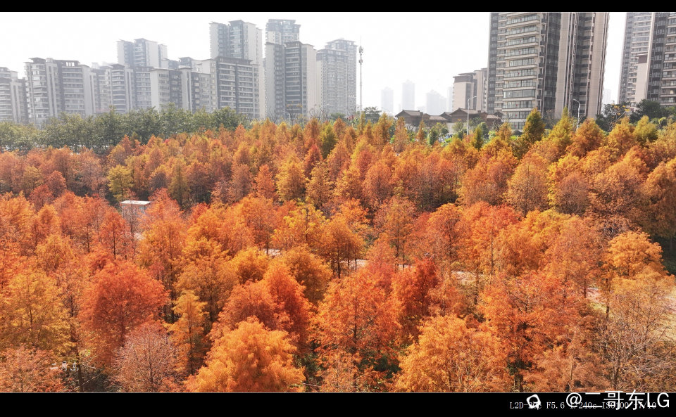 红水杉 (15).jpg