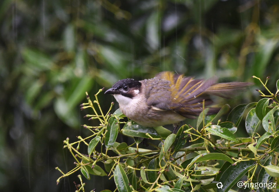DSC_9602_副本.jpg