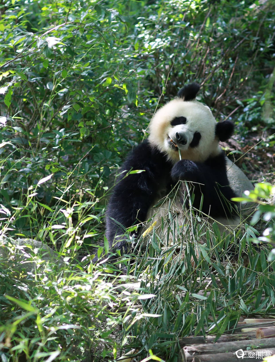 五月大熊猫园润