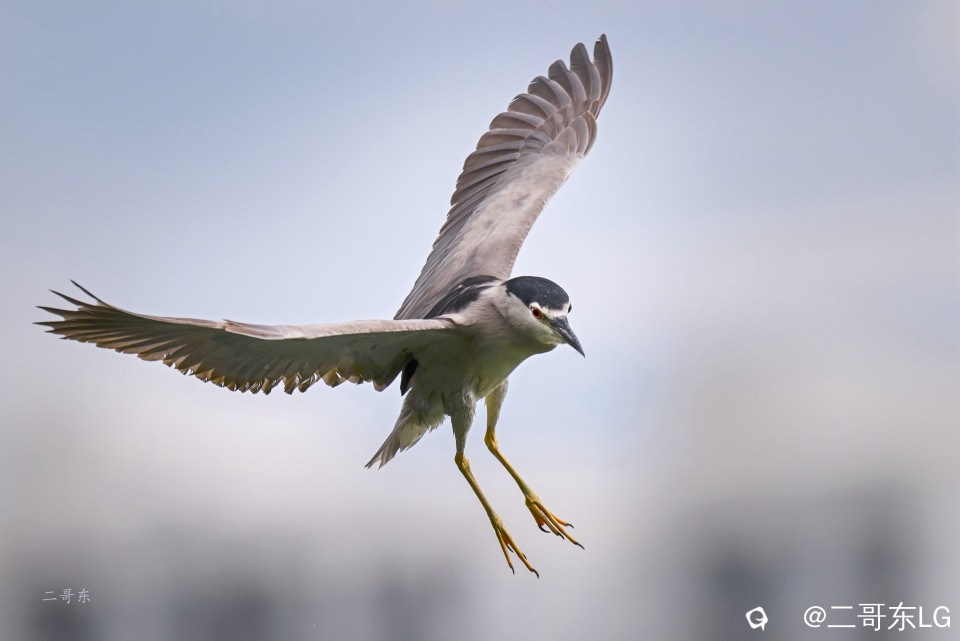 夜鹭起飞 (8).jpg