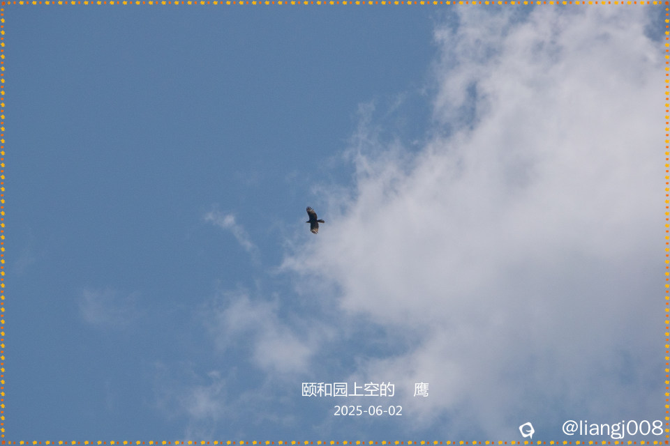 圆明园上空的 鹰