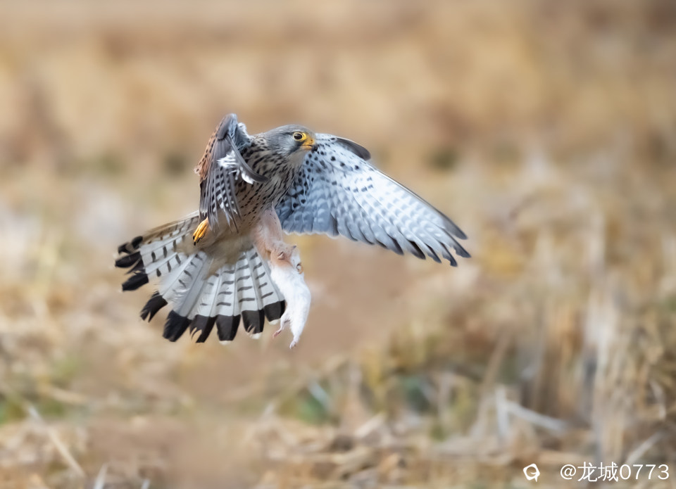 BG9I6984-pp - 副本.jpg