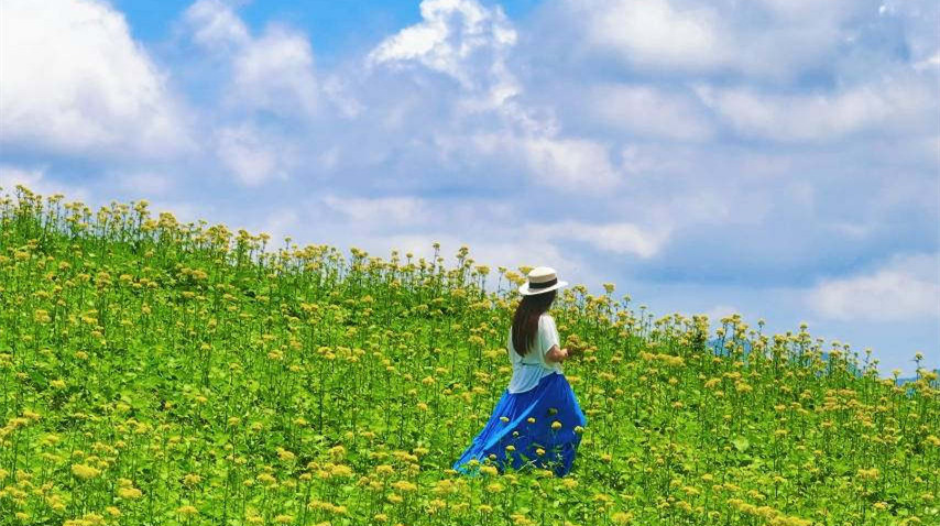 灌阳宝盖山小黄花秘境