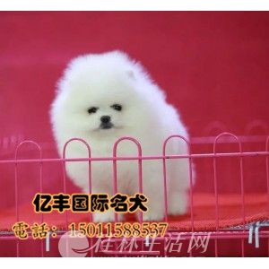 ������������Ǯ ���ֲ����۸� �ڷ�Ȯ��