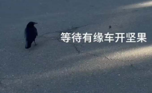 人类学会了使用工具，乌鸦学会了使用人类！男生发现一只乌鸦在等汽车开核桃，网友：教科书更新，《乌鸦开坚果》