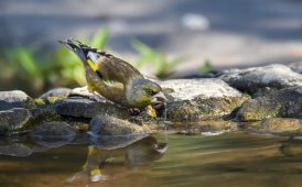 ★★★★★賣萌金翅雀