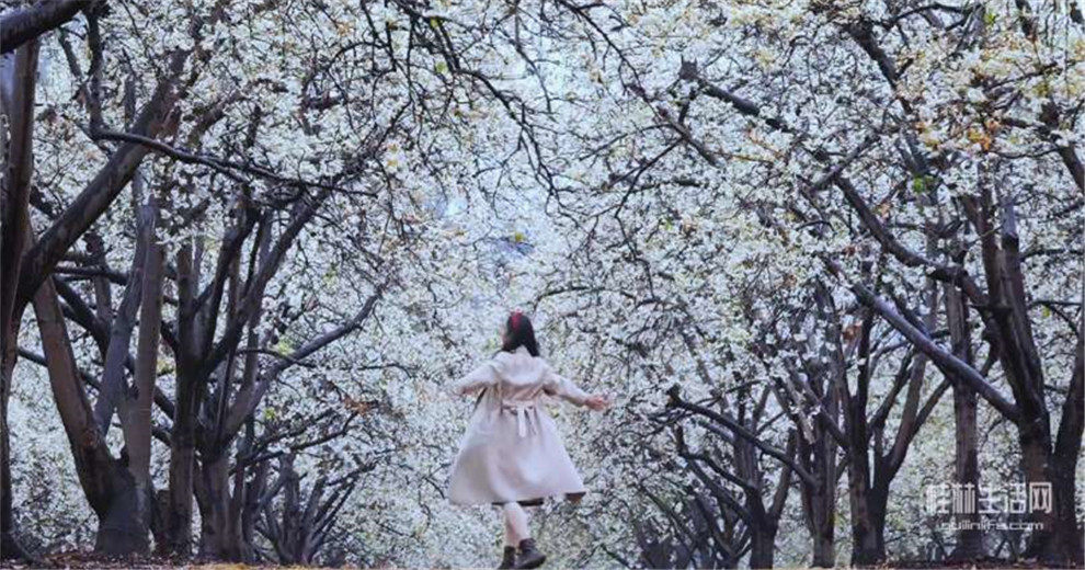 桂林平樂潘家山楂花，美成春日散文詩！