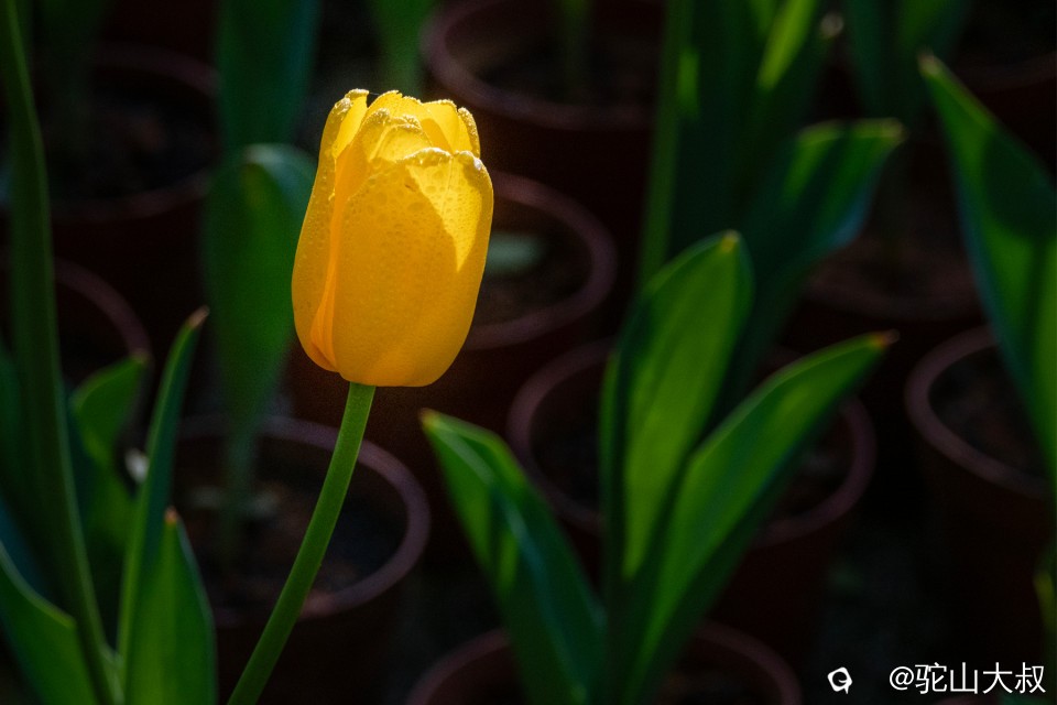 DSC00661-0 - 副本.jpg