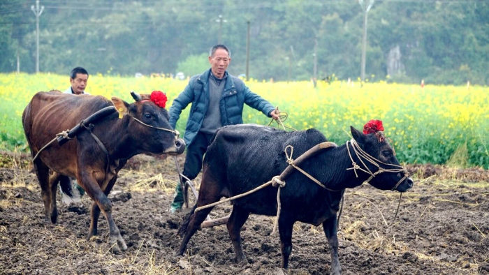 桂林市灌阳县：民俗活动启春耕