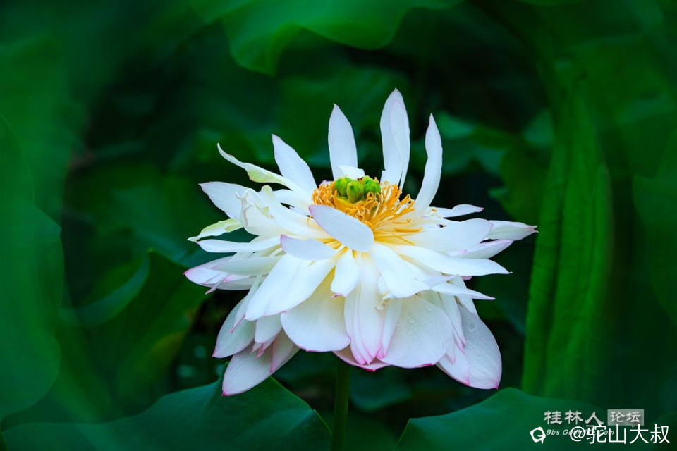 DSC08361-0 - 副本.jpg