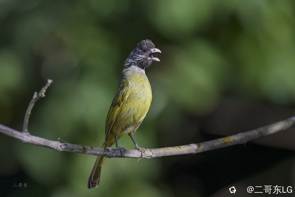 -领雀嘴鹎 (1).jpg