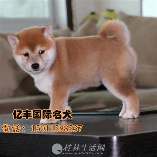 ������������ϵ��Ȯ ˫Ѫͳ��Ʒ�ʲ�Ȯ�۸�