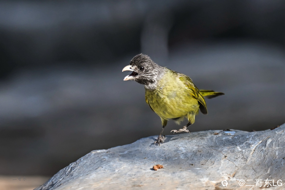 -领雀嘴鹎 (4).jpg