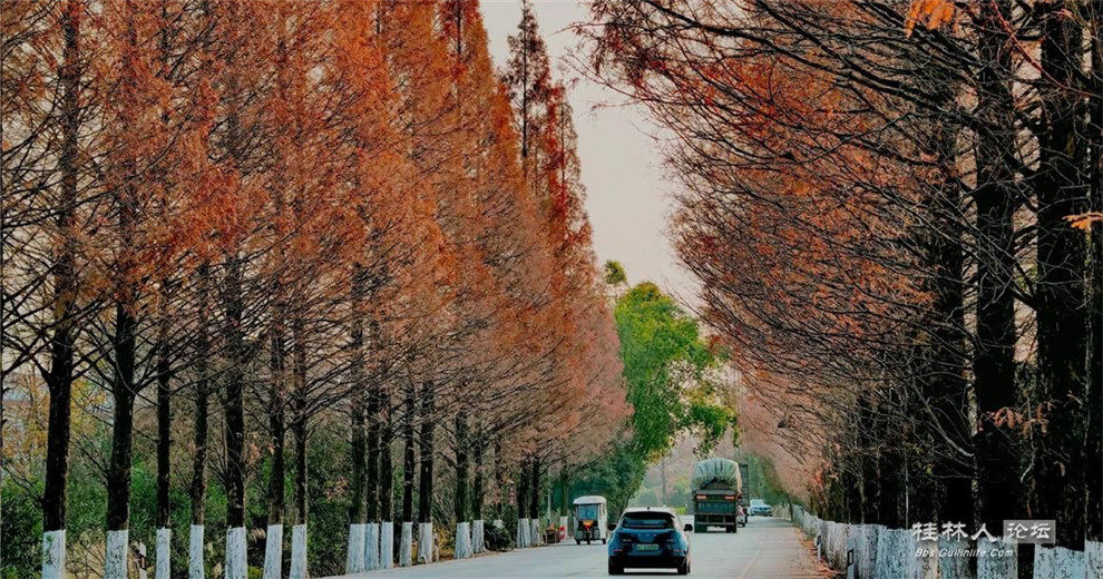 仲冬过临桂321国道水杉林