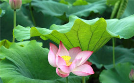 菡萏初红。