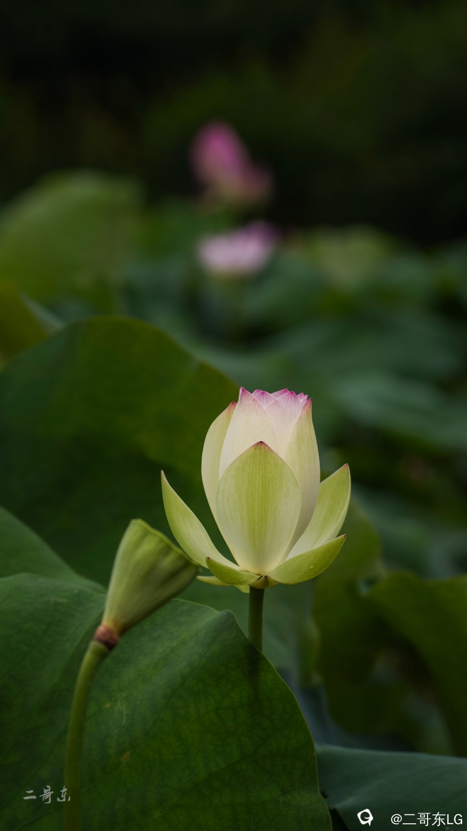 荷花 (6).jpg