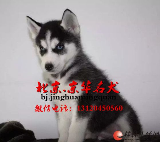 ˫���۹�ʿ���׼۸� ���д��ֹ�ʿ�����