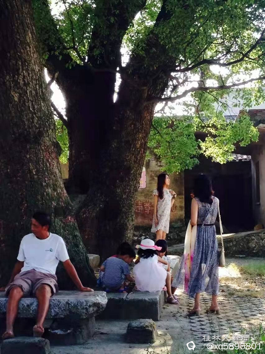 村头大榕树