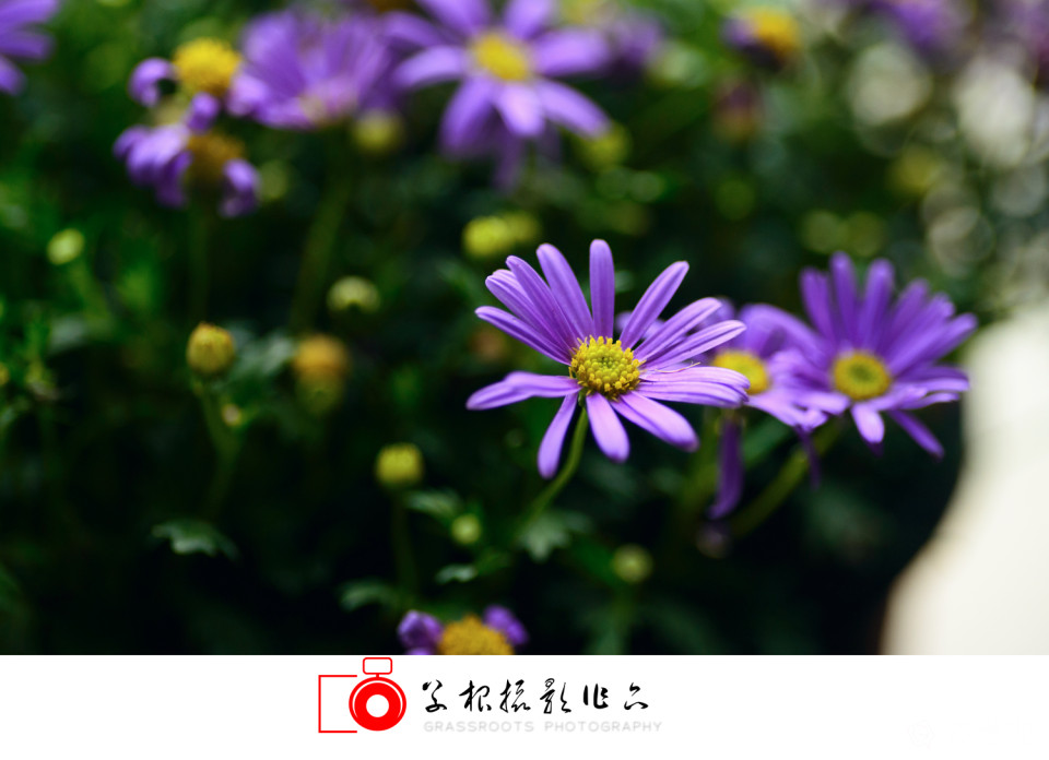 _DSC7765 拷贝_副本.jpg
