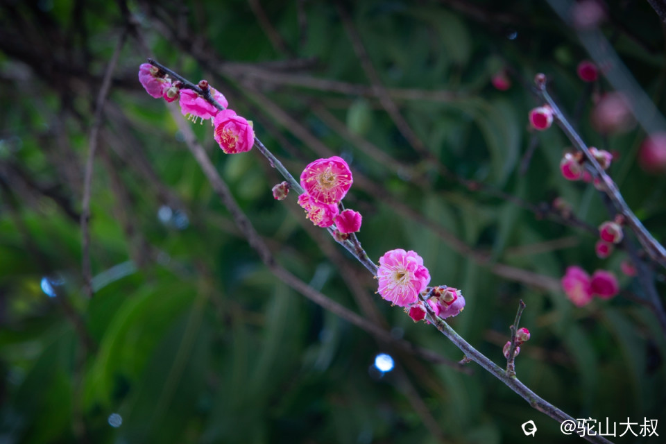 DSC04715-0 - 副本.jpg