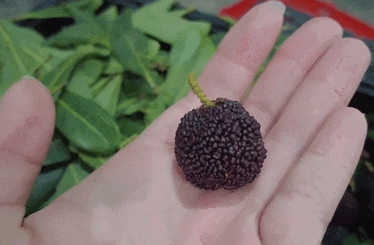 圖片