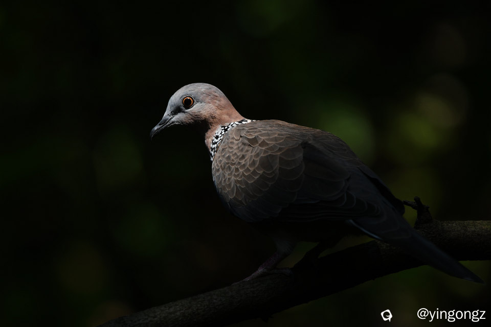 DSC_0938_副本.jpg