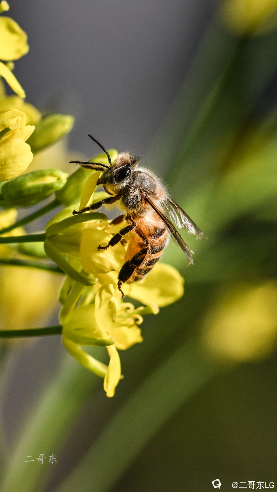 小蜜蜂 (2).jpg