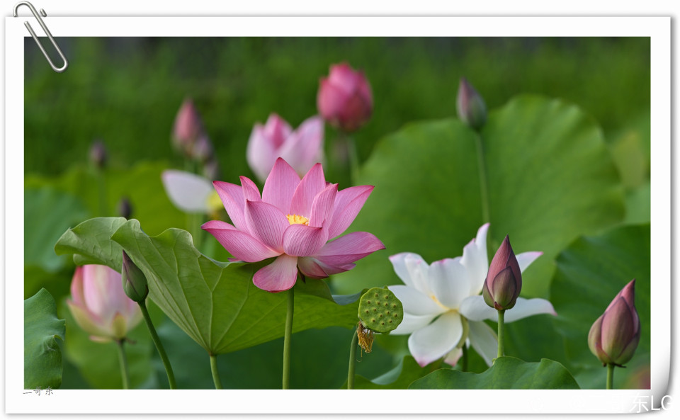 艳丽荷花 (4).jpg