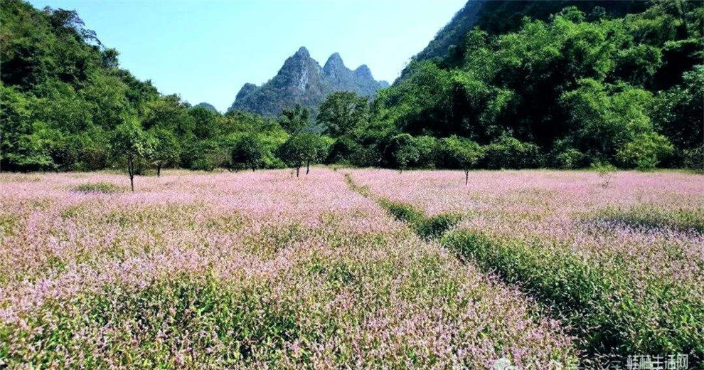 雁山深处竟然藏着一片粉色花海，快来打卡