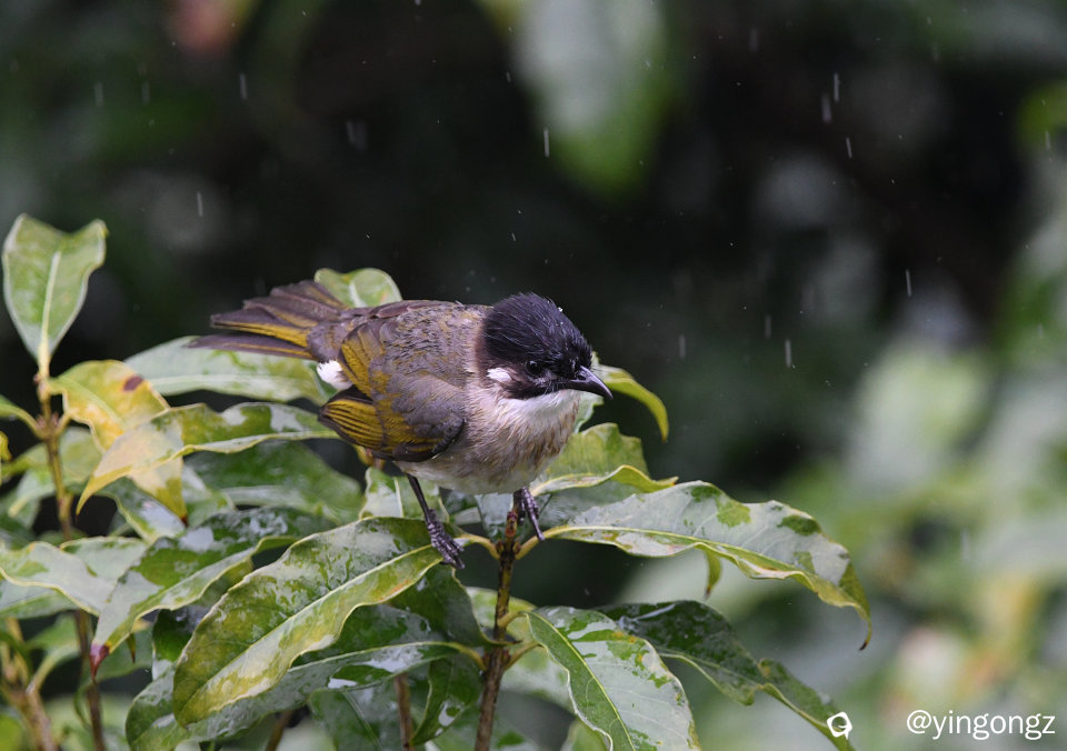 DSC_1349_副本.jpg