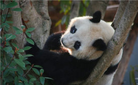 大熊貓小狗家族